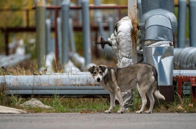 Rayos de bondad: un científico de los Estados Unidos sacrificó su carrera para salvar a los perros abandonados en Chernobyl