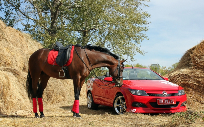 Reglas de carreteras salvajes en diferentes países del mundo Reglas de carreteras salvajes en diferentes países del mundo