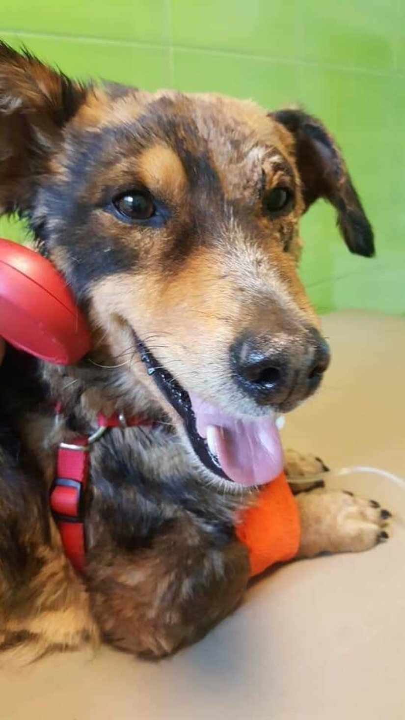 Rescate milagroso de un perro de una trampa de alquitrán Rescate milagroso de un perro de una trampa de alquitrán