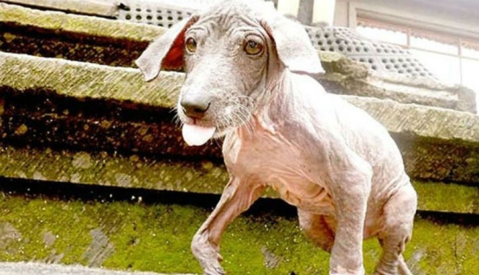 Rescate y transformación increíble de Frankie el perro encontrado en una zanja