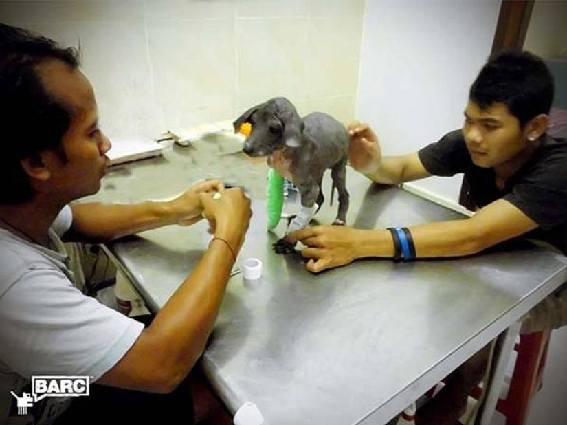 Rescate y transformación increíble de Frankie el perro encontrado en una zanja Rescate y transformación increíble de Frankie el perro encontrado en una zanja