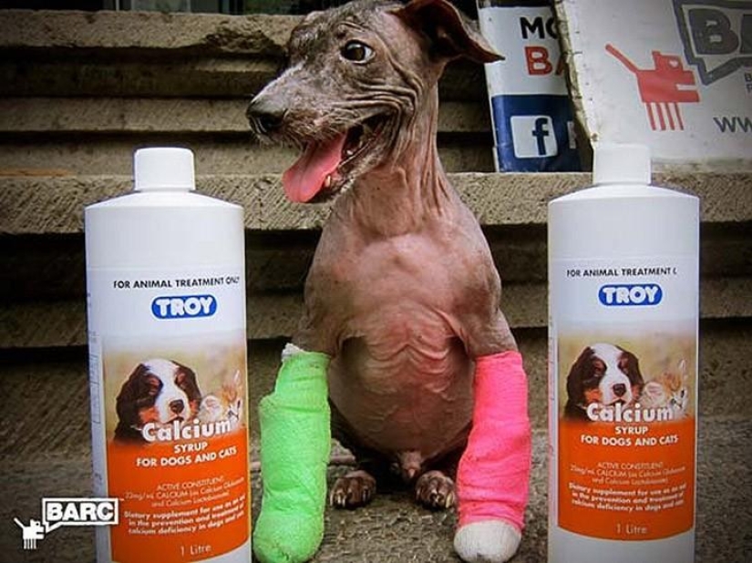 Rescue and incredible transformation of Frankie the dog found in a ditch Rescue and incredible transformation of Frankie the dog found in a ditch