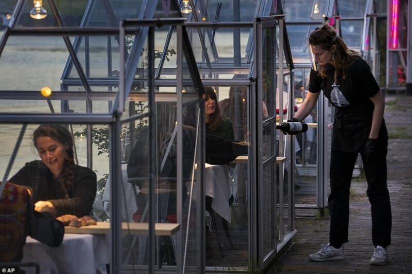 Restaurante holandés plantó visitantes para cenar en invernaderos Restaurante holandés plantó visitantes para cenar en invernaderos