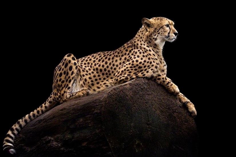 Retratos artísticos de animales por Wolf Ademate