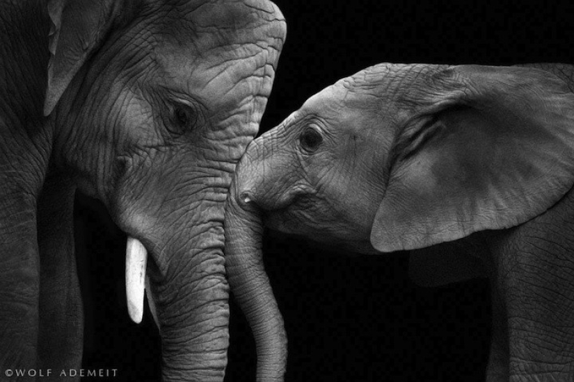 Retratos artísticos de animales por Wolf Ademate