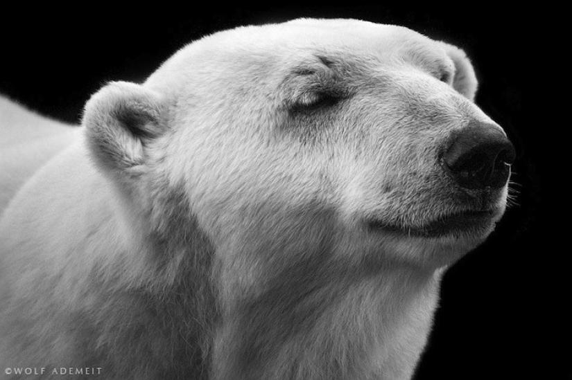 Retratos artísticos de animales por Wolf Ademate