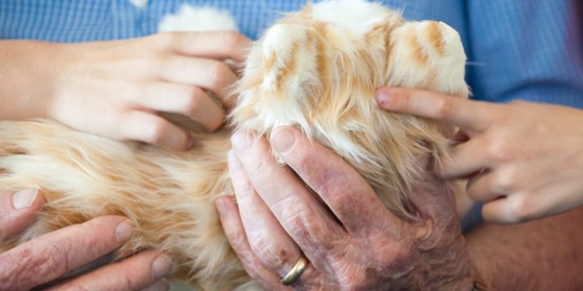 Robocot: the perfect pet that doesn't need to be fed