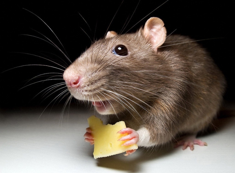 Rodent invaders: a massive invasion of mice in Australia causes horror