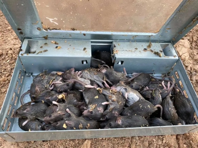 Rodent invaders: a massive invasion of mice in Australia causes horror