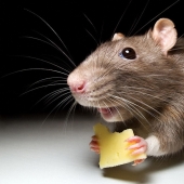 Rodent invaders: a massive invasion of mice in Australia causes horror