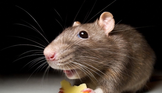 Rodent invaders: a massive invasion of mice in Australia causes horror Rodent invaders: a massive invasion of mice in Australia causes horror