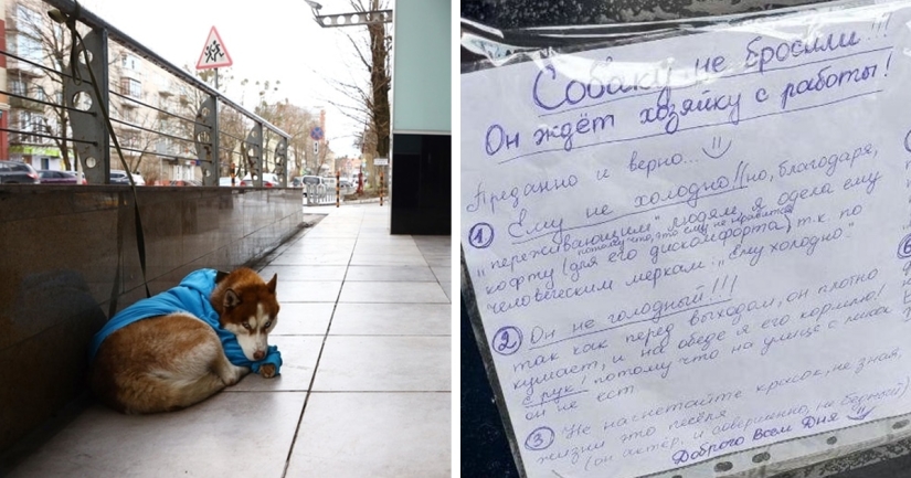 Russian Hachiko: a touching story about a husky in a blue sweater from Kaliningrad Russian Hachiko: a touching story about a husky in a blue sweater from Kaliningrad