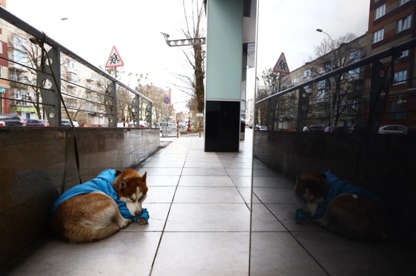 Russian Hachiko: a touching story about a husky in a blue sweater from Kaliningrad Russian Hachiko: a touching story about a husky in a blue sweater from Kaliningrad