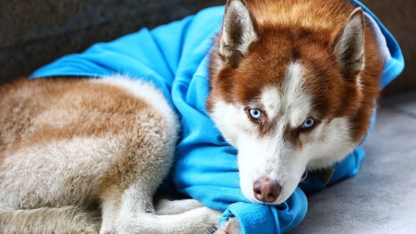 Russian Hachiko: a touching story about a husky in a blue sweater from Kaliningrad Russian Hachiko: a touching story about a husky in a blue sweater from Kaliningrad
