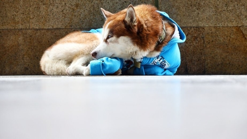Russian Hachiko: a touching story about a husky in a blue sweater from Kaliningrad Russian Hachiko: a touching story about a husky in a blue sweater from Kaliningrad