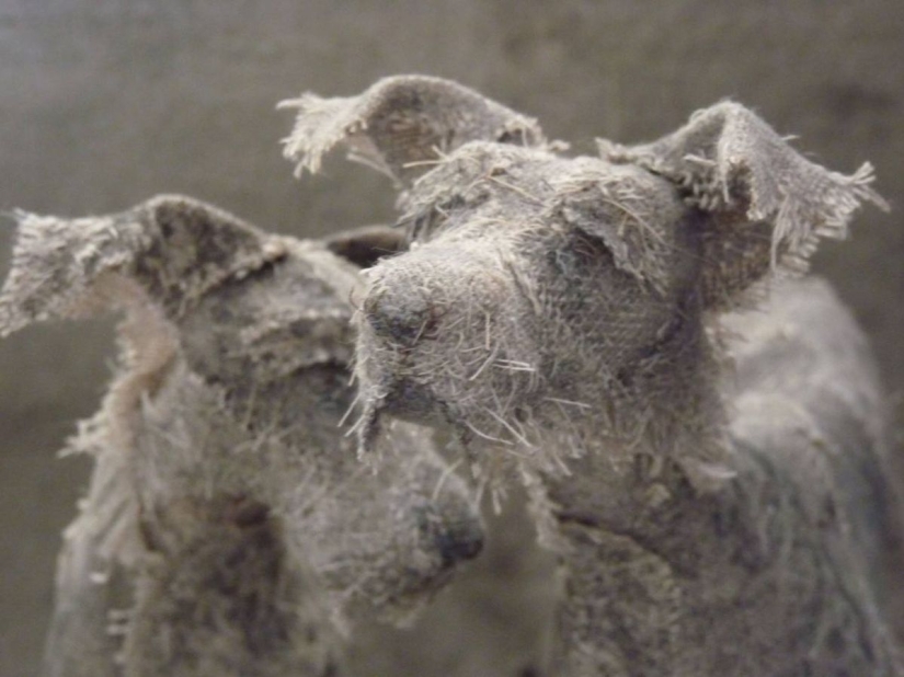 Sad dogs from... old rags