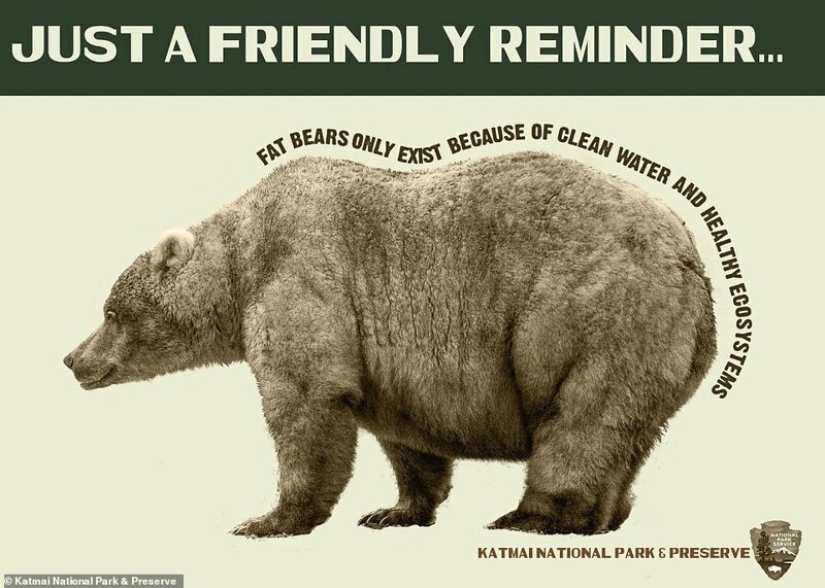 Sad sight: skinny grizzly bears in Canada roam in search of food