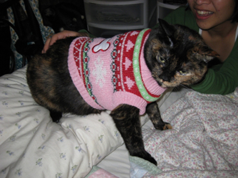 Sadness, longing, overalls: most heartwarming photos of Pets in costumes