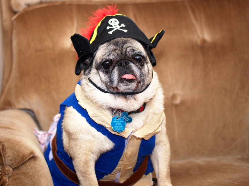 Sadness, longing, overalls: most heartwarming photos of Pets in costumes