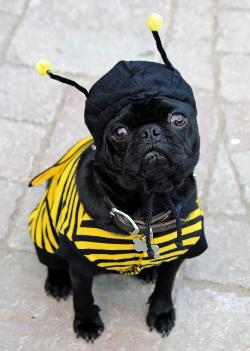 Sadness, longing, overalls: most heartwarming photos of Pets in costumes