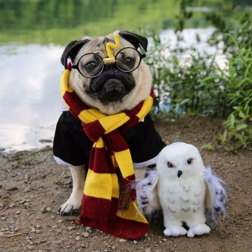 Sadness, longing, overalls: most heartwarming photos of Pets in costumes