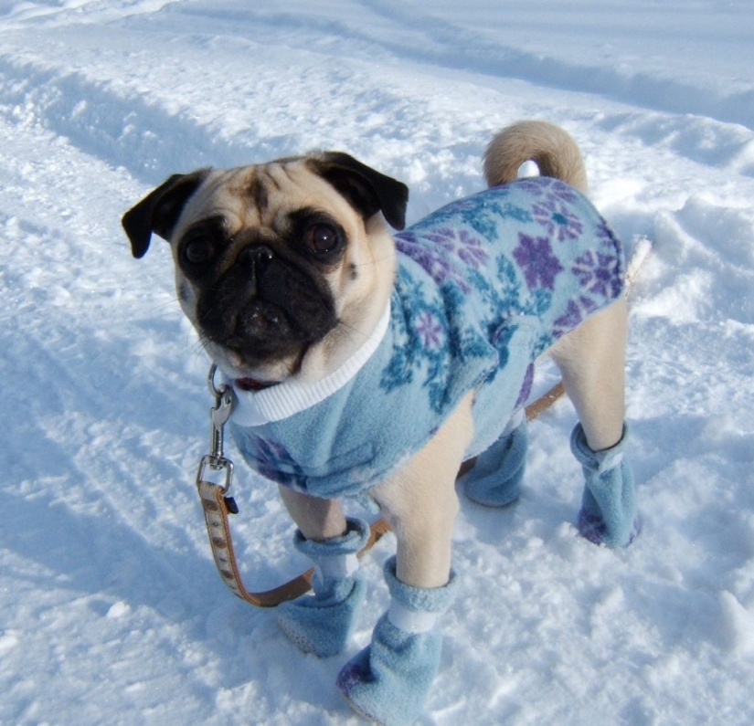 Sadness, longing, overalls: most heartwarming photos of Pets in costumes