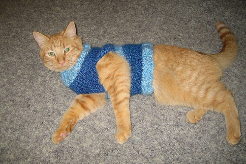 Sadness, longing, overalls: most heartwarming photos of Pets in costumes