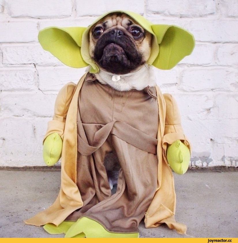 Sadness, longing, overalls: most heartwarming photos of Pets in costumes