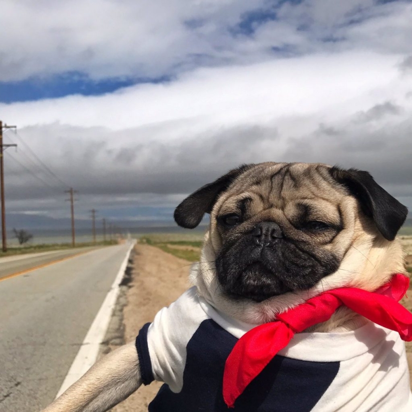 Sadness, longing, overalls: most heartwarming photos of Pets in costumes