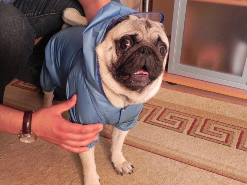 Sadness, longing, overalls: most heartwarming photos of Pets in costumes