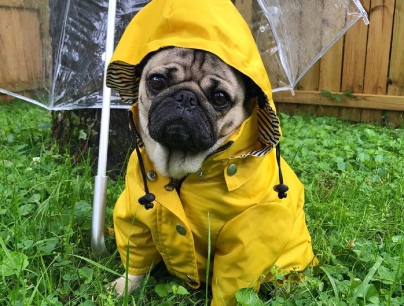 Sadness, longing, overalls: most heartwarming photos of Pets in costumes