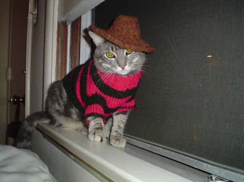 Sadness, longing, overalls: most heartwarming photos of Pets in costumes