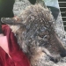 Salió un error: los estonios rescataron a un perro de un río helado y resultó ser un lobo Salió un error: los estonios rescataron a un perro de un río helado y resultó ser un lobo