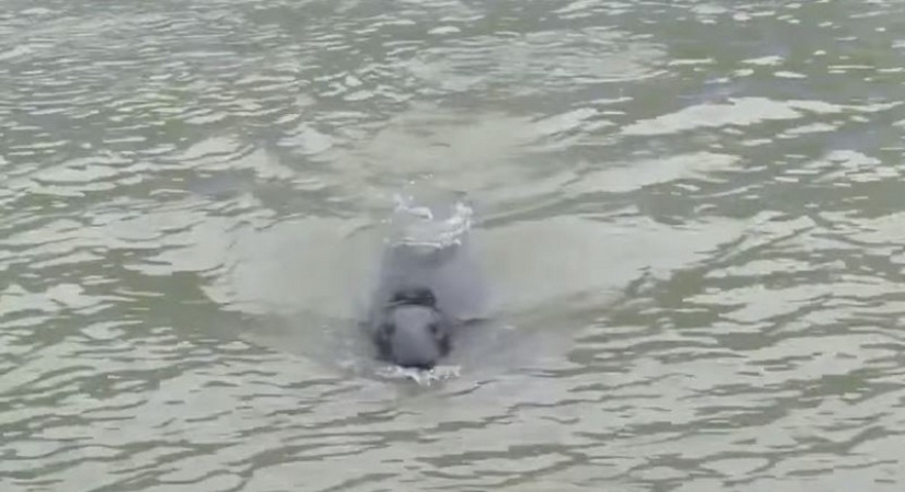 Sammy, la foca, adquirió el hábito de ir a un restaurante de pescado