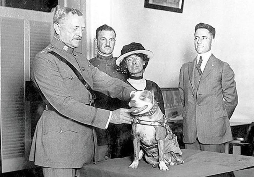 Sargento Stubby-perro heroico de la Primera Guerra Mundial Sargento Stubby-perro heroico de la Primera Guerra Mundial