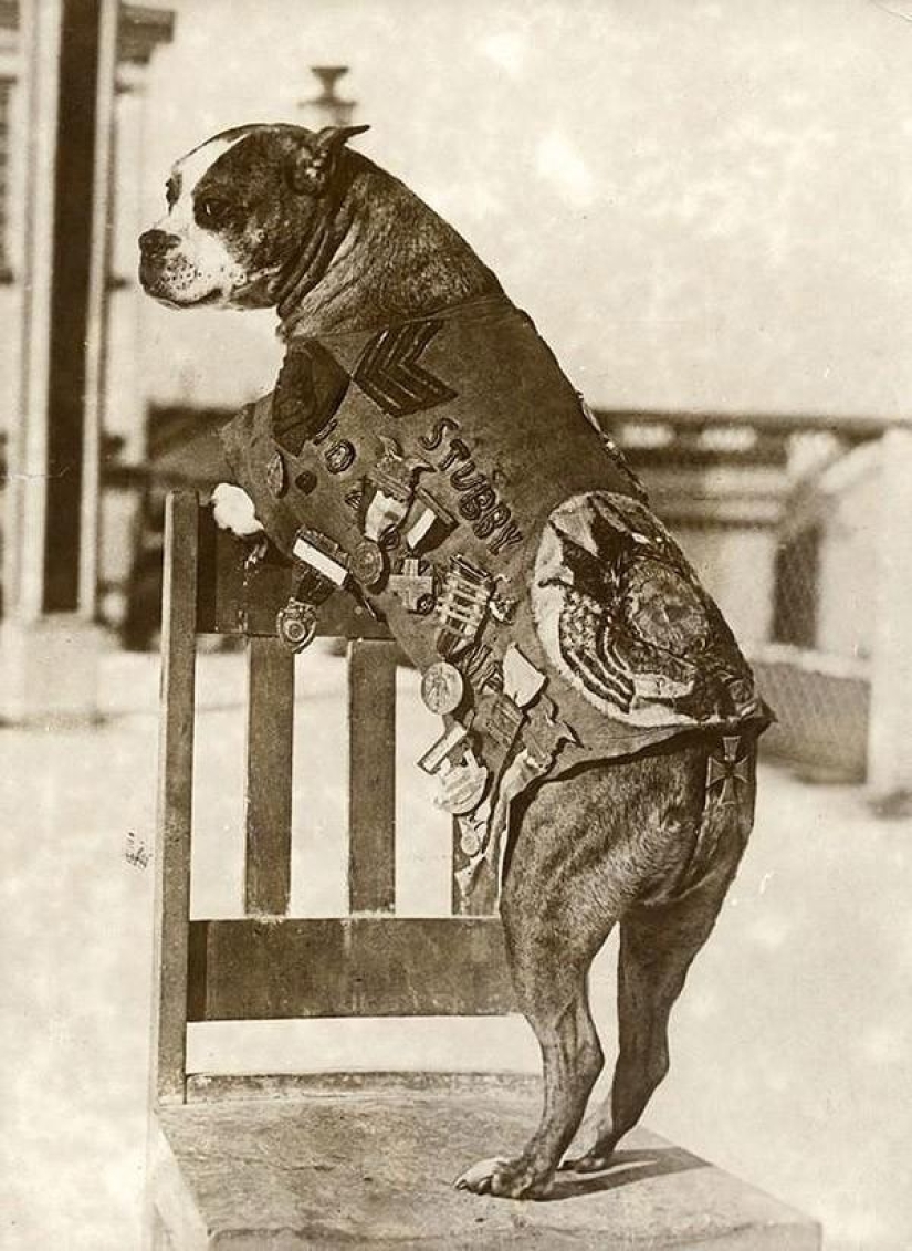 Sargento Stubby-perro heroico de la Primera Guerra Mundial Sargento Stubby-perro heroico de la Primera Guerra Mundial
