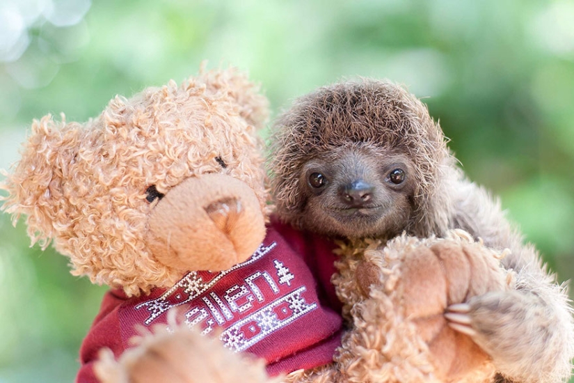 Scientists from Costa Rica take care of little sloths, replacing their own mothers Scientists from Costa Rica take care of little sloths, replacing their own mothers
