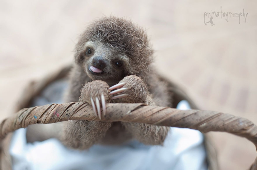 Scientists from Costa Rica take care of little sloths, replacing their own mothers Scientists from Costa Rica take care of little sloths, replacing their own mothers