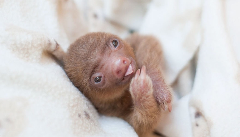 Scientists from Costa Rica take care of little sloths, replacing their own mothers Scientists from Costa Rica take care of little sloths, replacing their own mothers