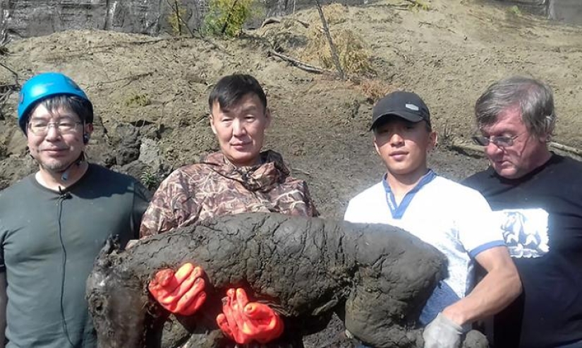 Scientists from Russia and Korea plan to clone a prehistoric horse