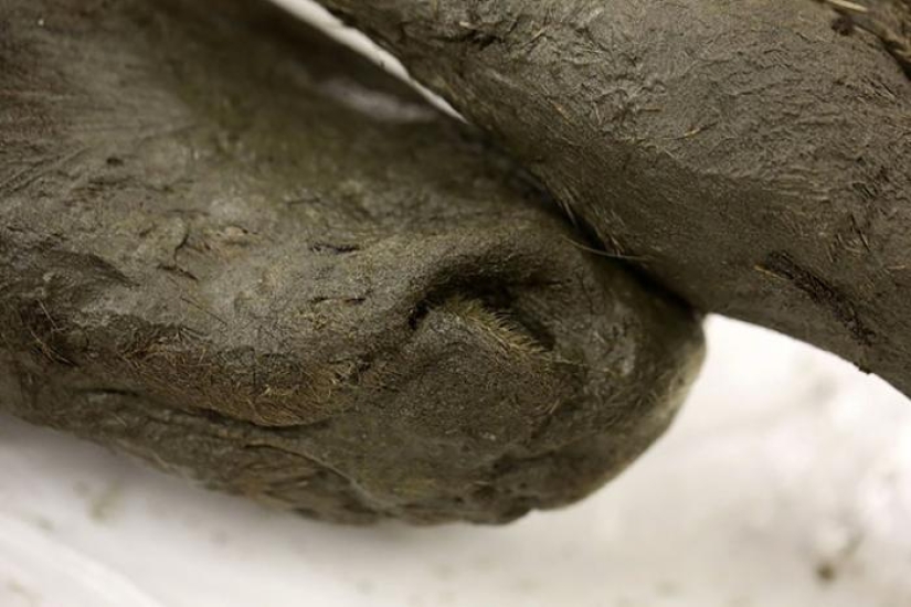 Scientists from Russia and Korea plan to clone a prehistoric horse