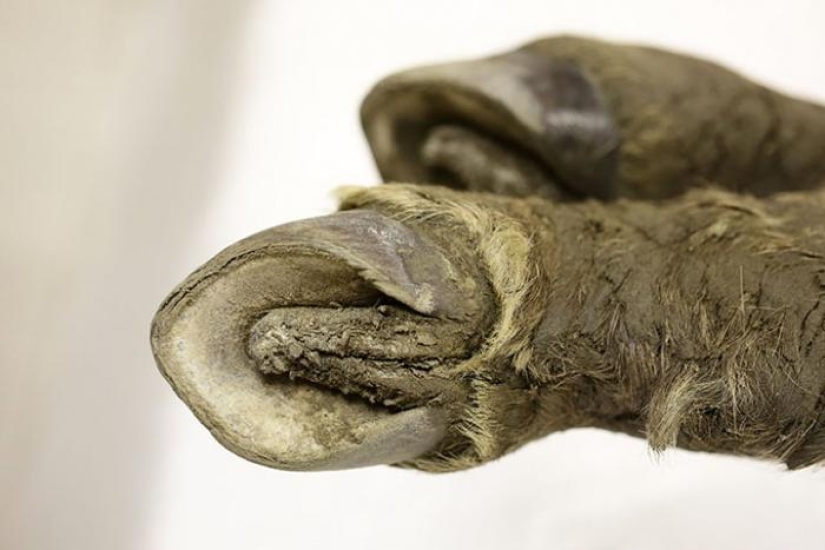 Scientists from Russia and Korea plan to clone a prehistoric horse