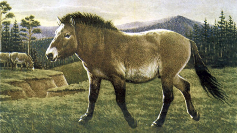 Scientists from Russia and Korea plan to clone a prehistoric horse