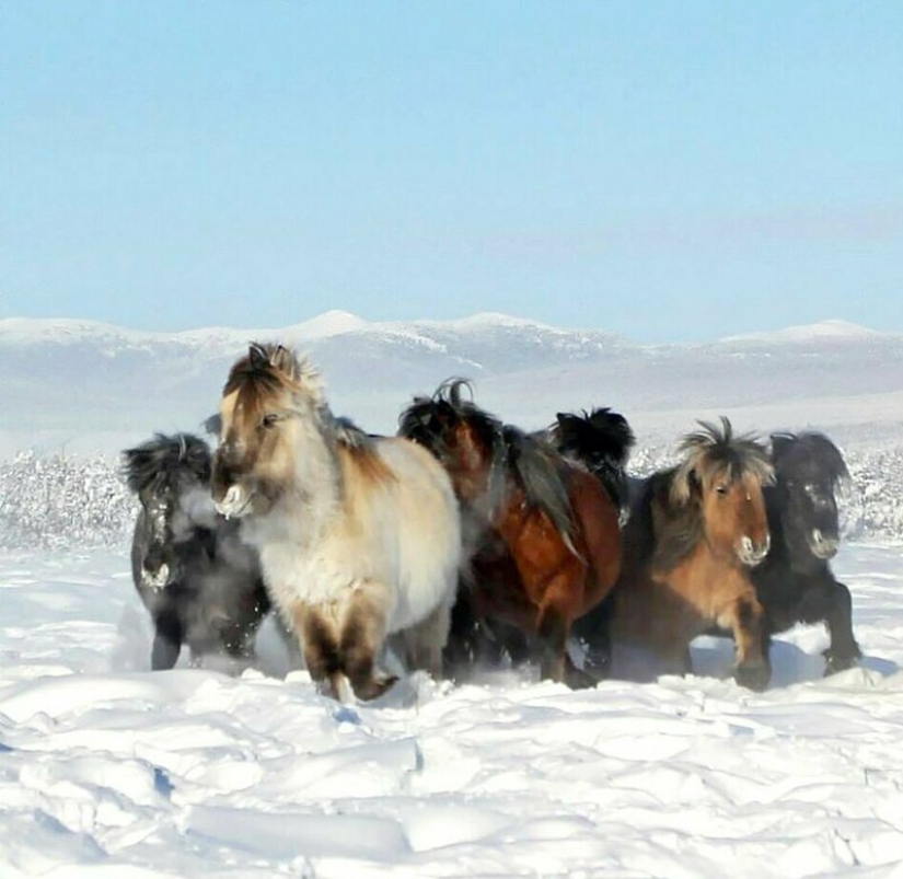 Scientists from Russia and Korea plan to clone a prehistoric horse
