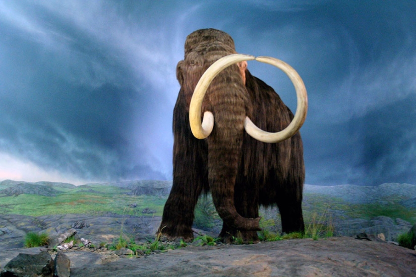 Scientists from Russia and Korea plan to clone a prehistoric horse
