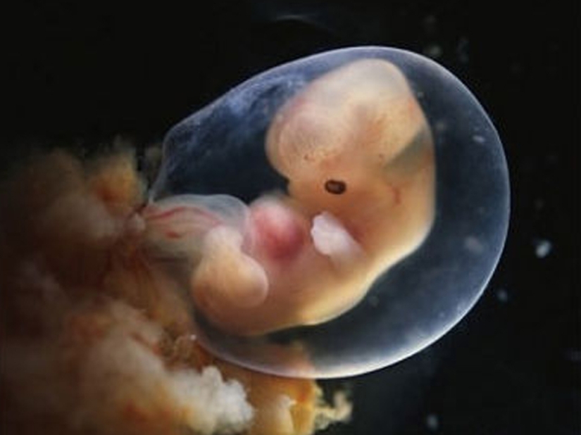 Scientists have created artificial reproductive organs and they cope with their functions