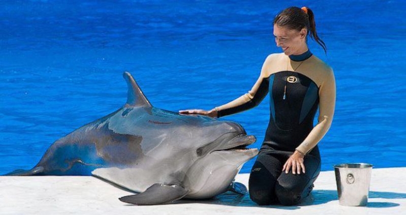 Scientists have found a female dolphin's clitoris. It is located better than that of women