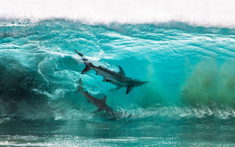 Se acaban de anunciar los finalistas de los Ocean Photography Awards Se acaban de anunciar los finalistas de los Ocean Photography Awards