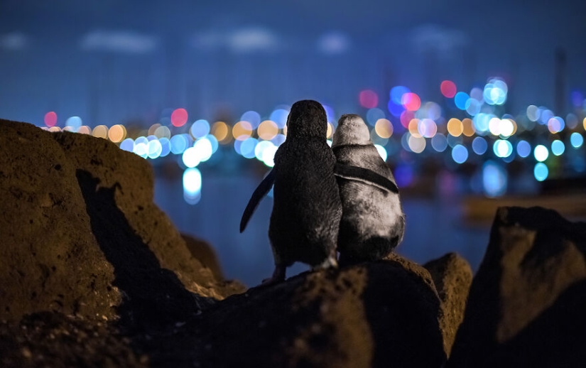 Se acaban de anunciar los finalistas de los Ocean Photography Awards Se acaban de anunciar los finalistas de los Ocean Photography Awards