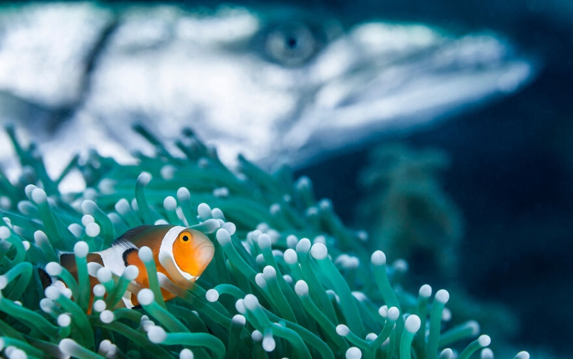 Se acaban de anunciar los finalistas de los Ocean Photography Awards Se acaban de anunciar los finalistas de los Ocean Photography Awards